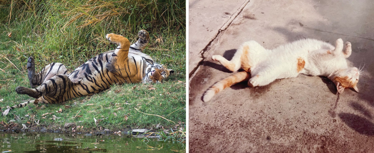 Playful cats