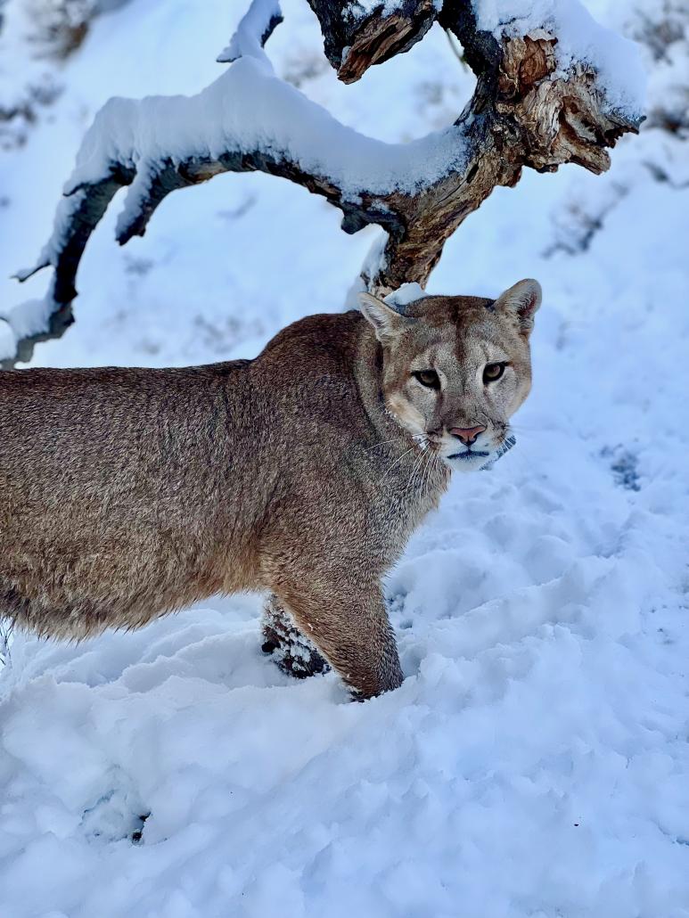 Puma Patagonia