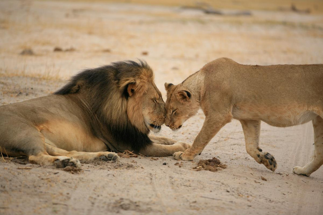 Lion pair