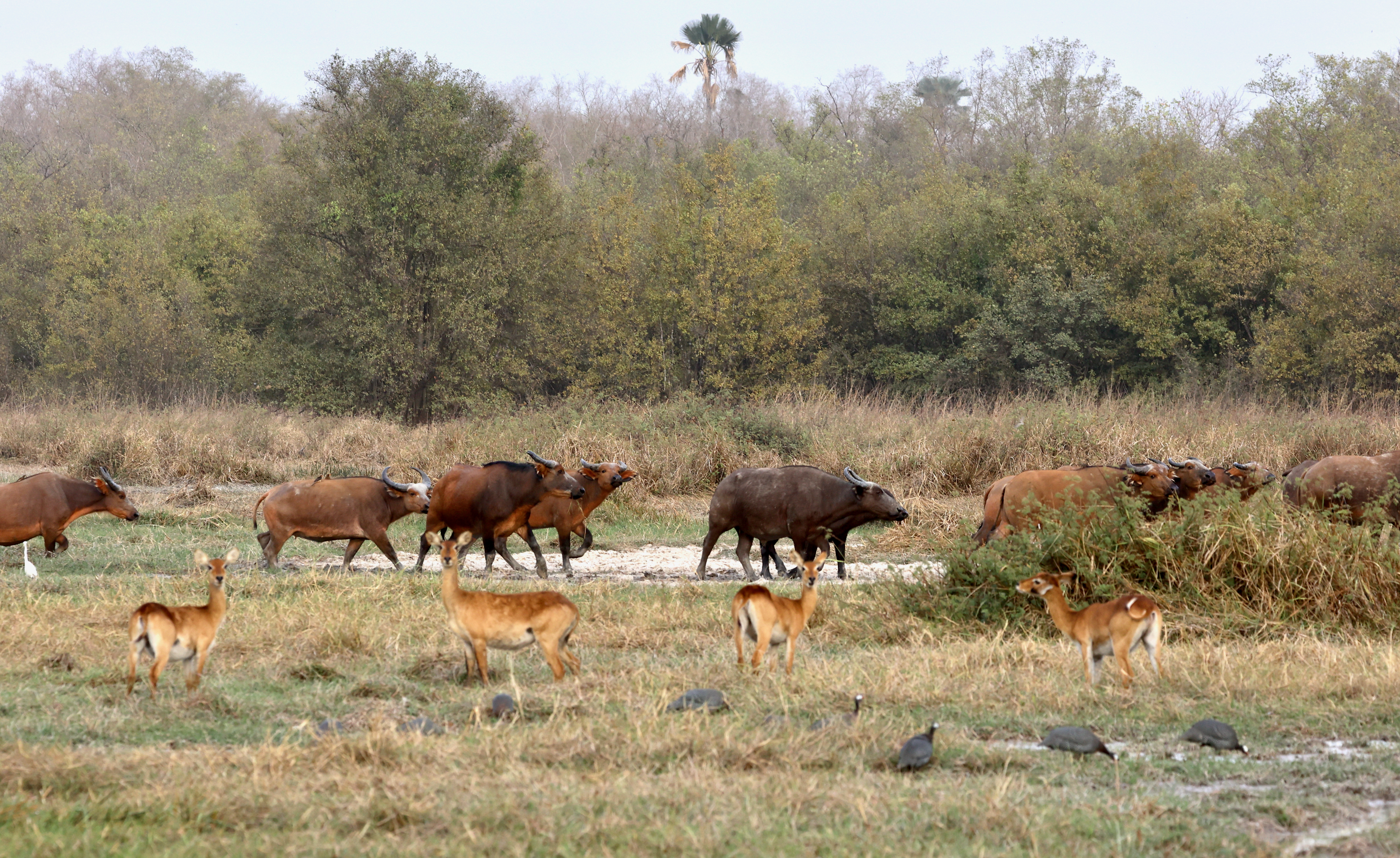 Wildlife