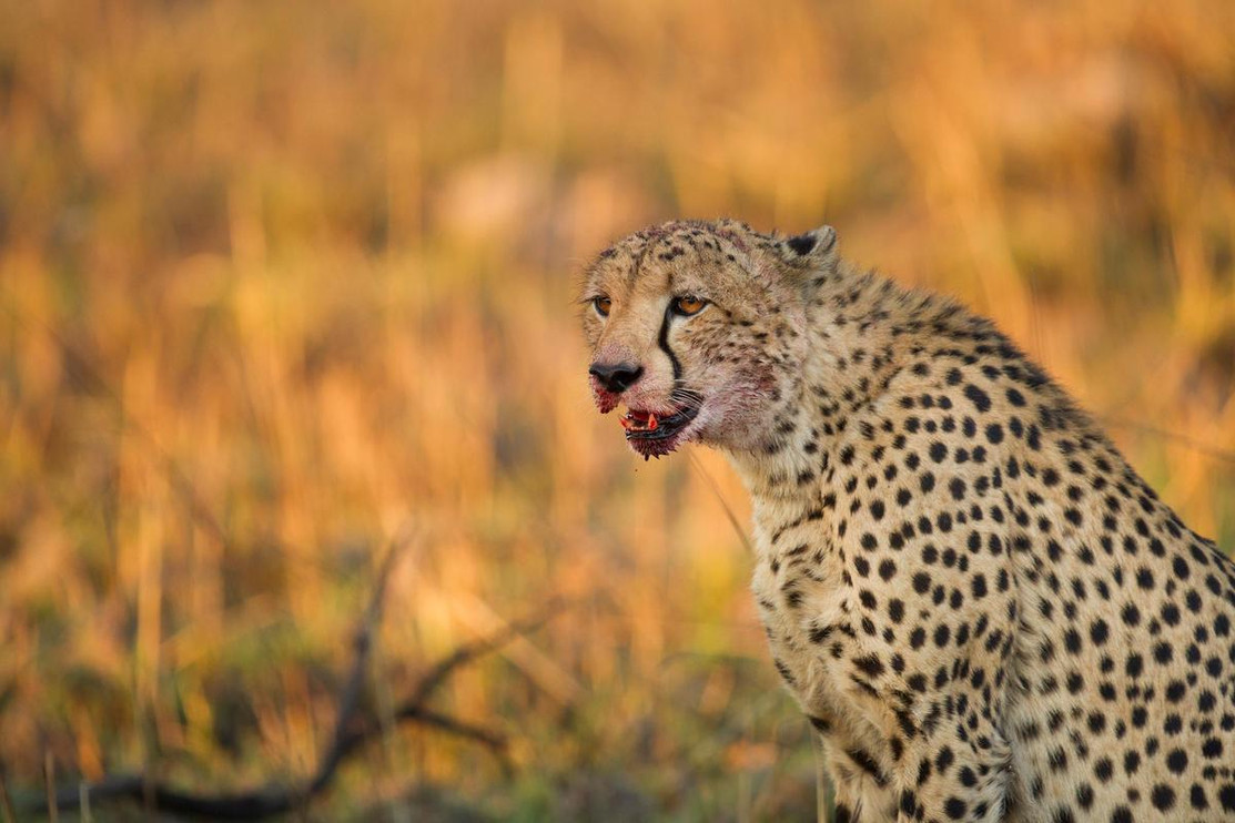 Cheetah