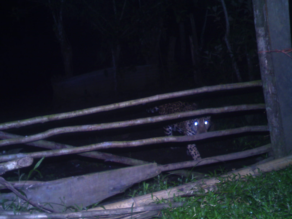 Jaguar behind fence