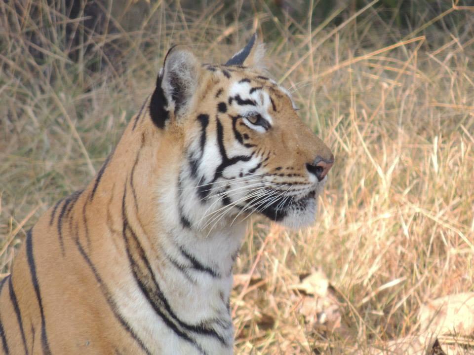 Tiger 2