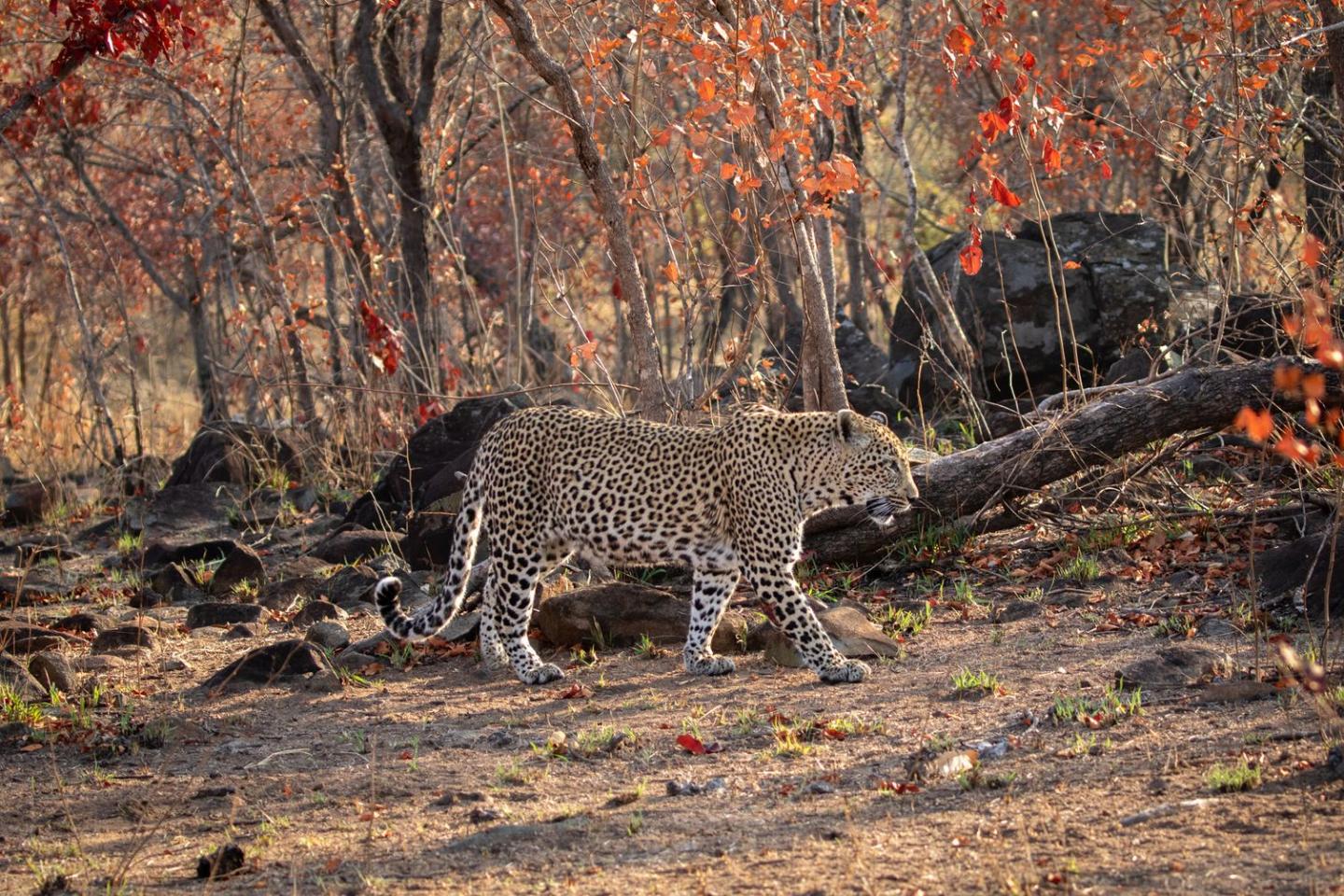Leopard