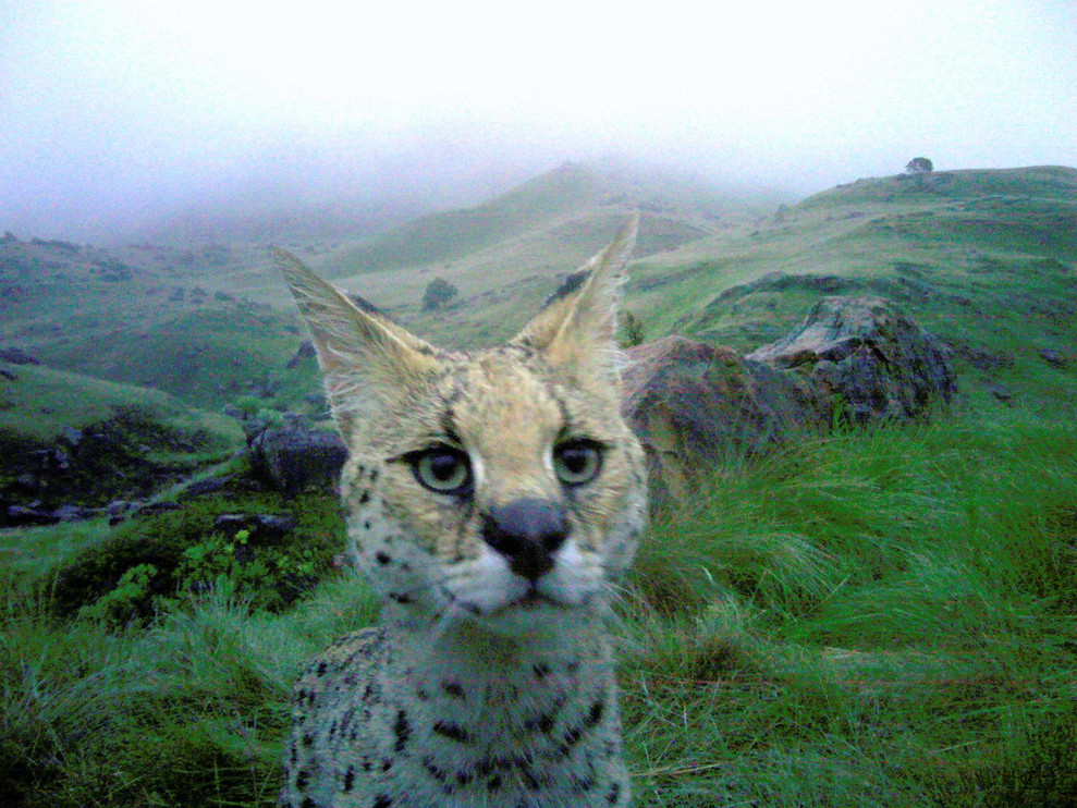 Serval