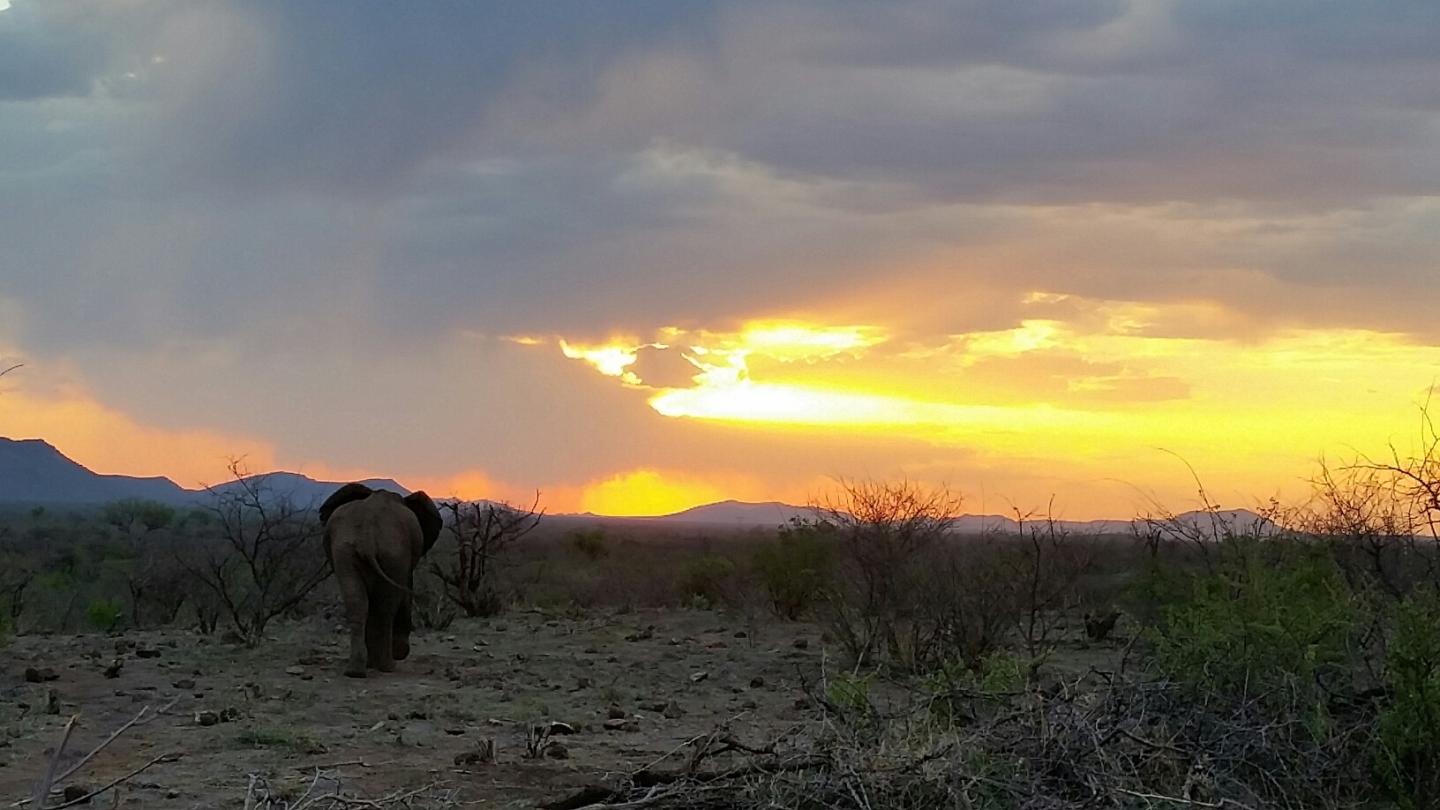 Elephant 1