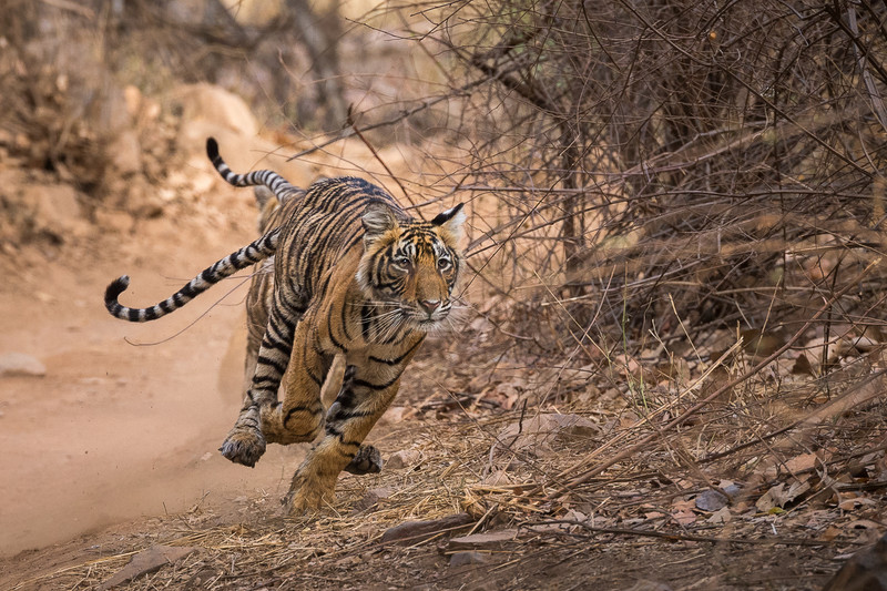 tigers