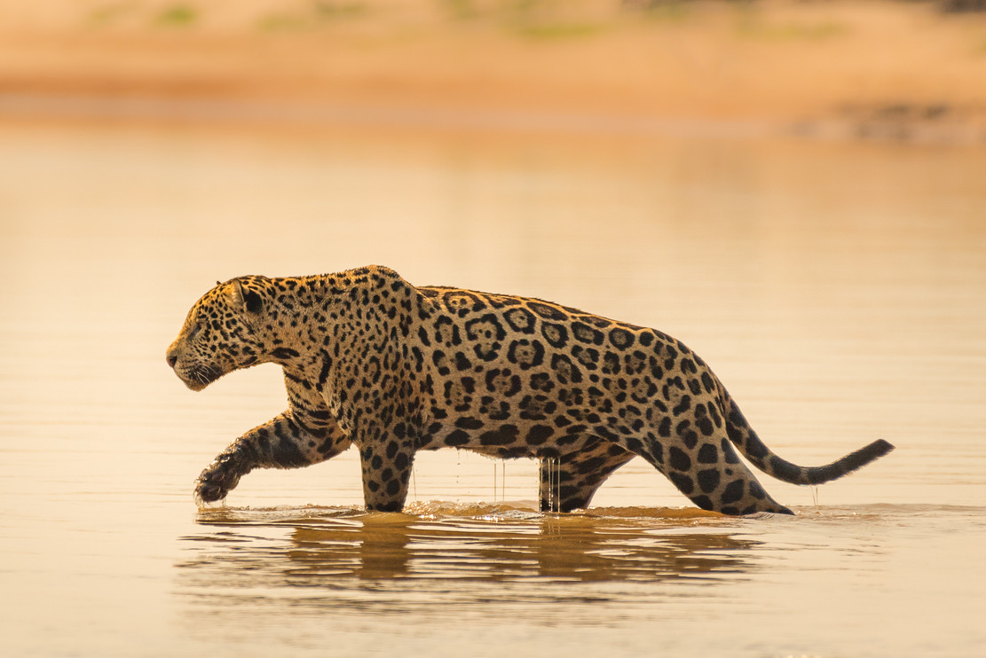 Jaguar