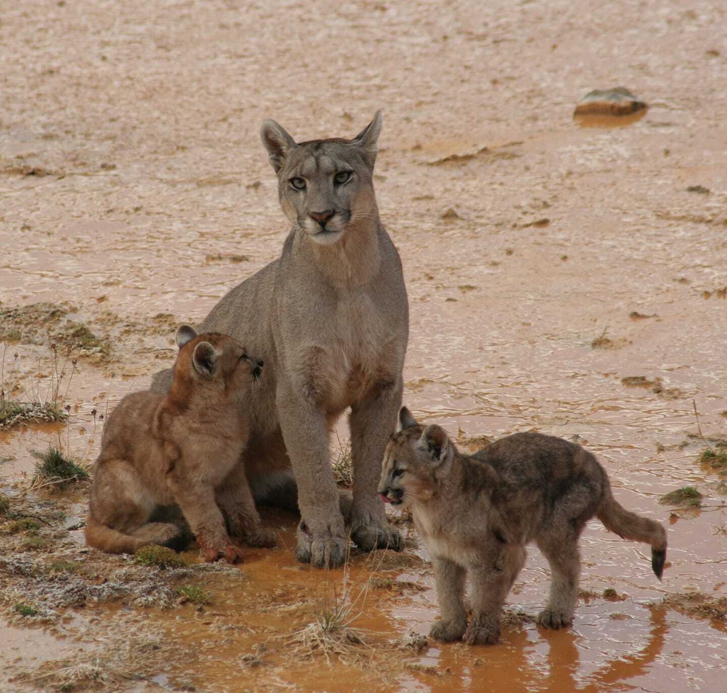 Pumas