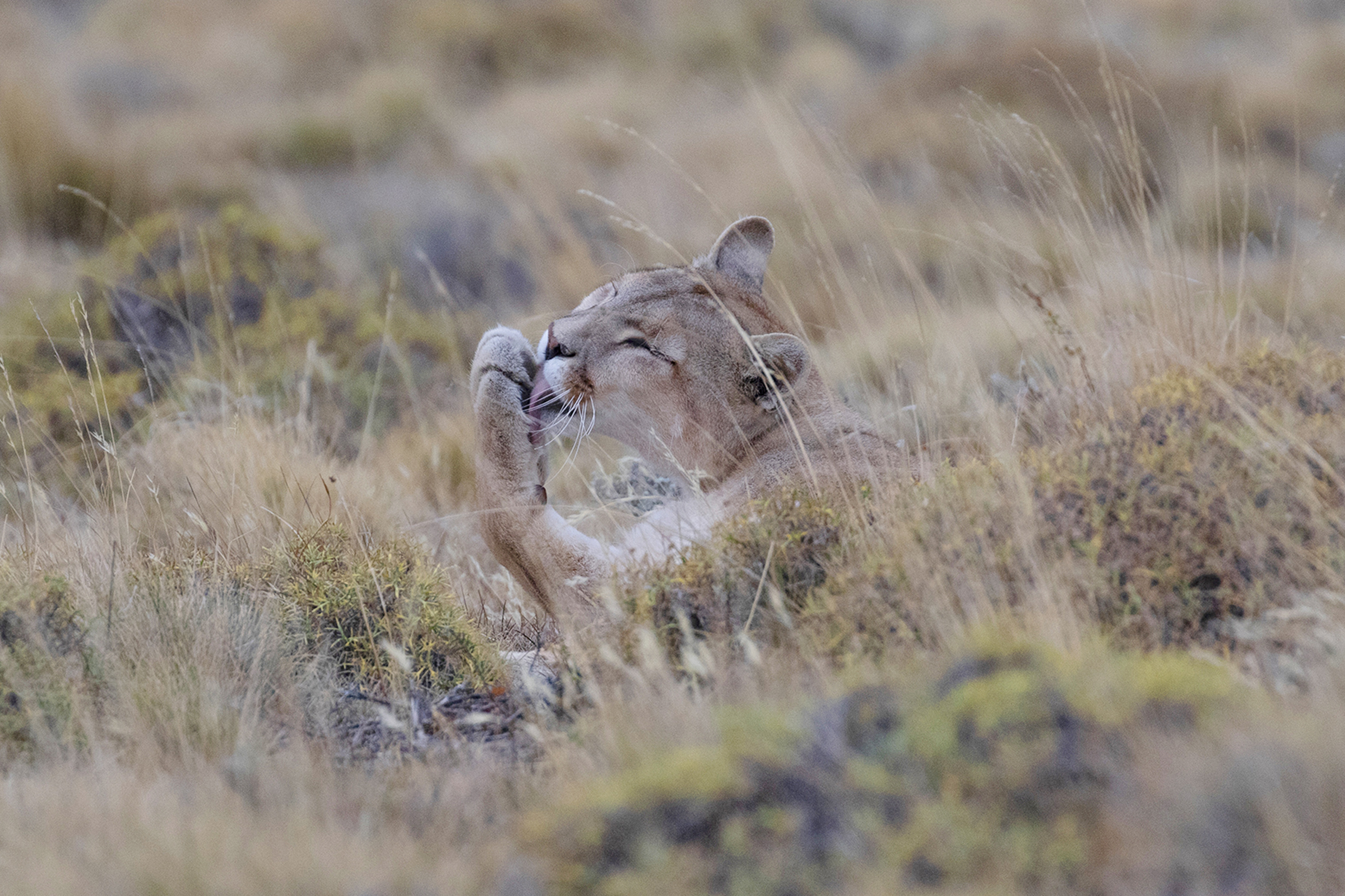 Puma