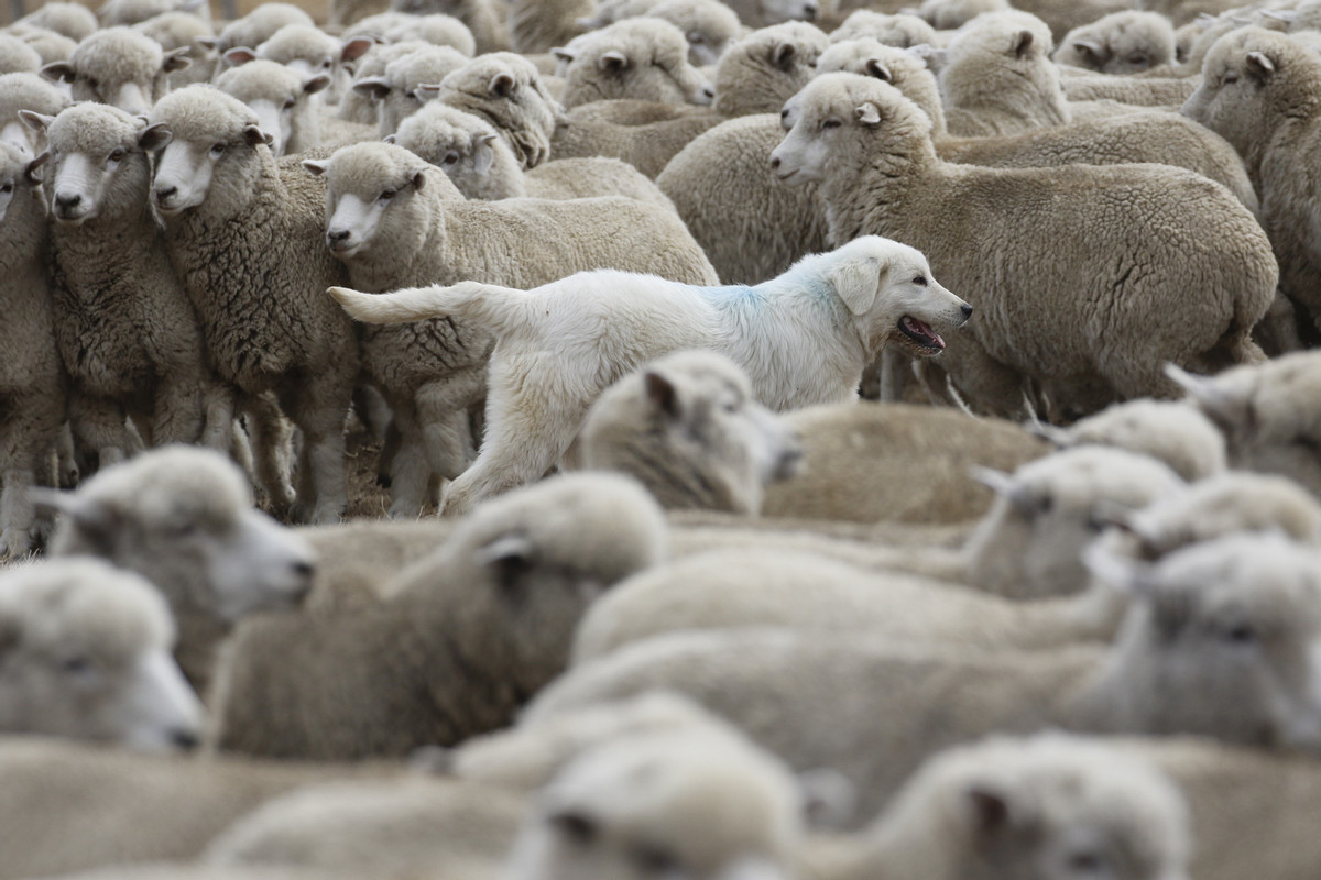 Sheep