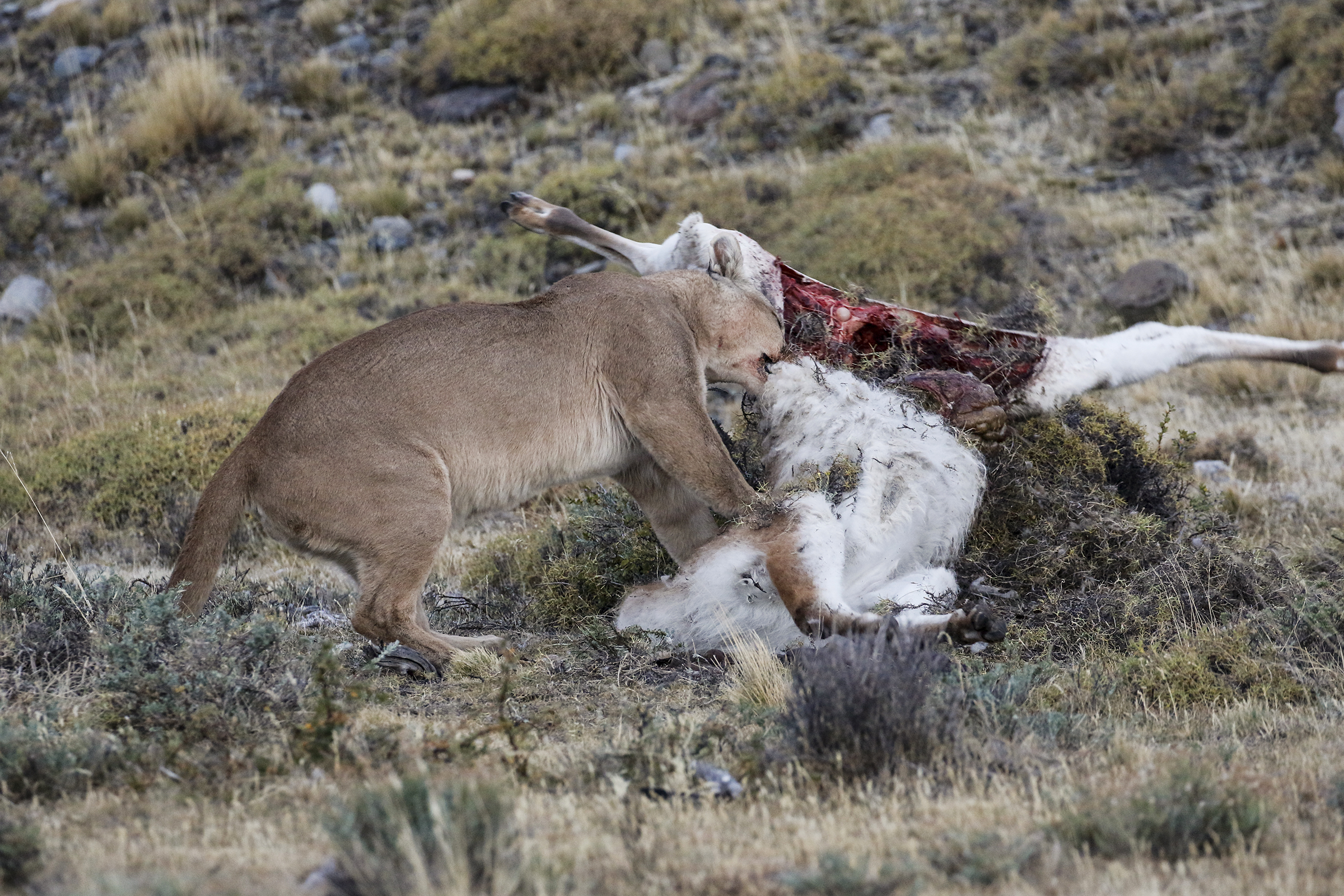 Puma eating