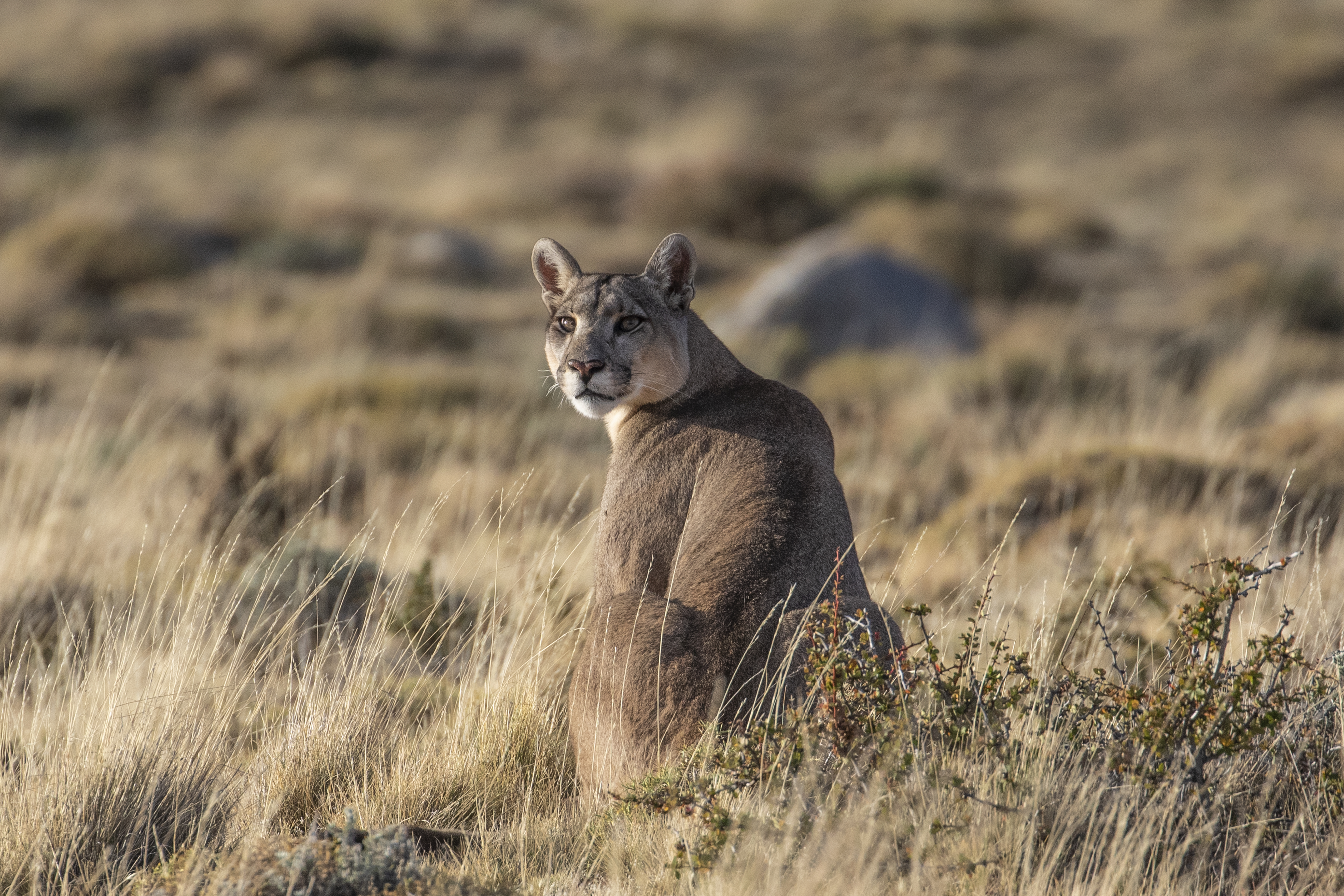 Puma