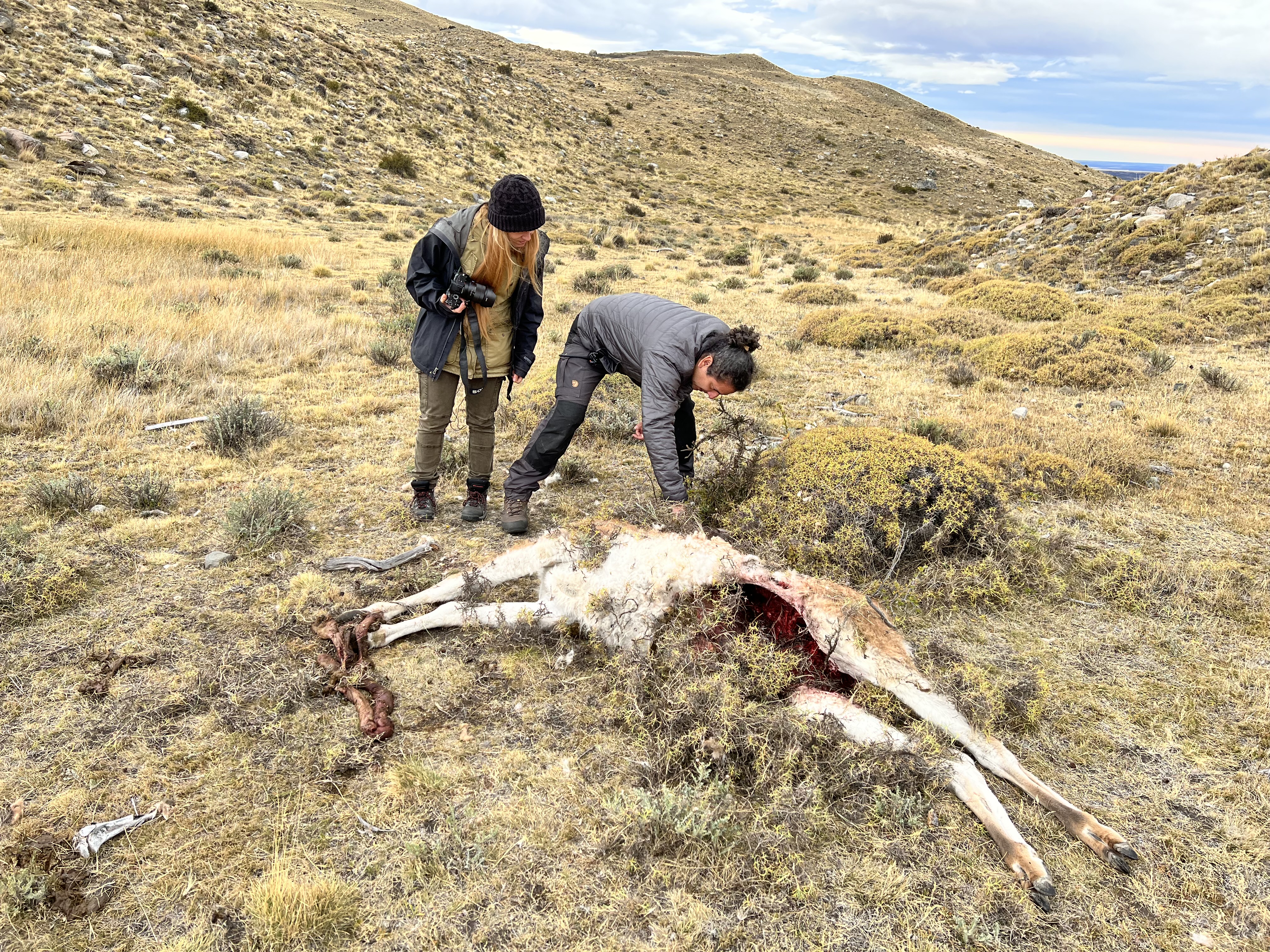 Puma kill