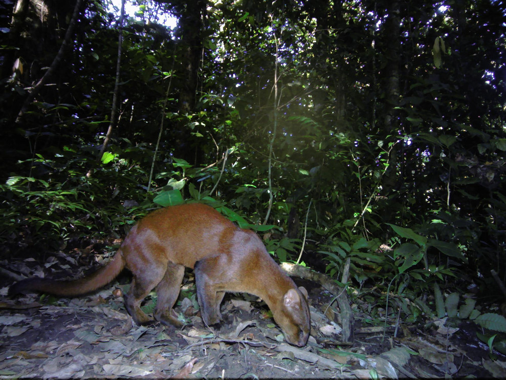 Jaguarundi
