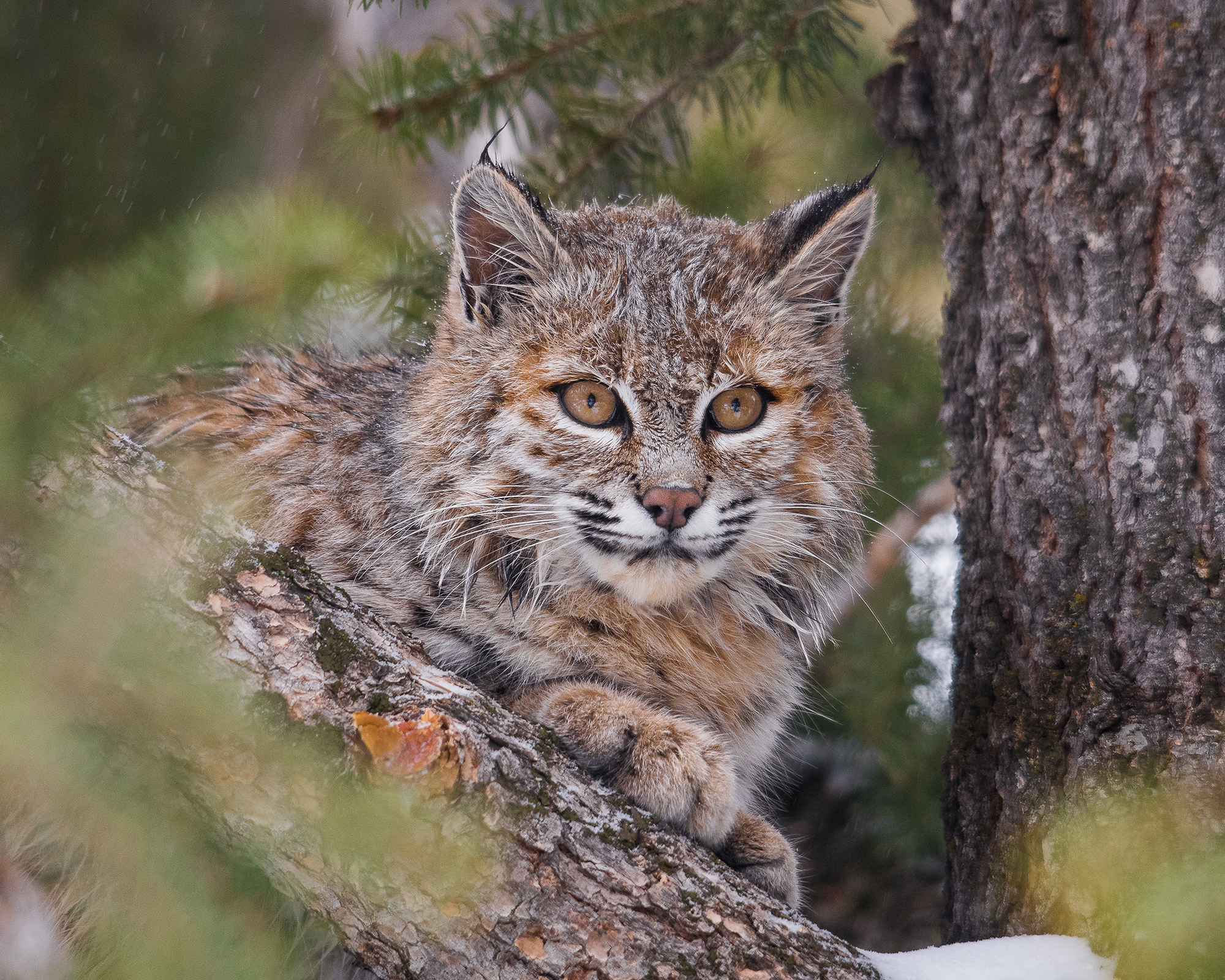 Bobcat 2