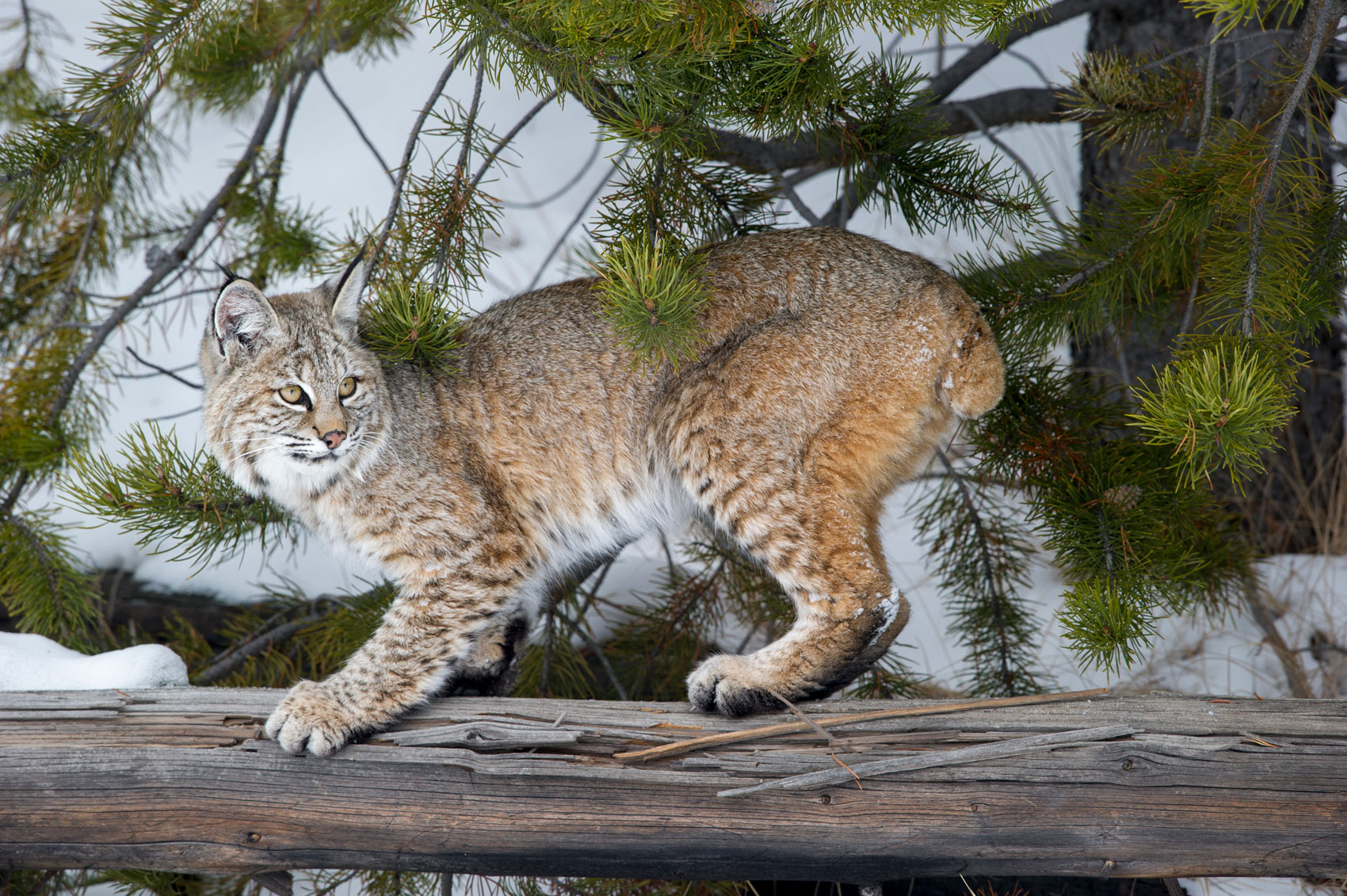 Bobcat 1