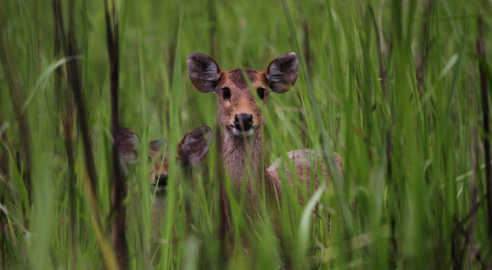 Two hog deer.