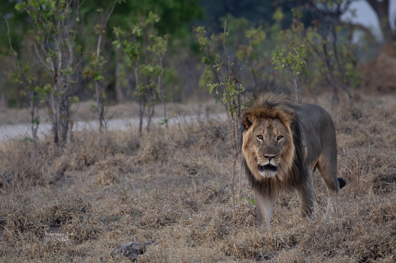 Lion male