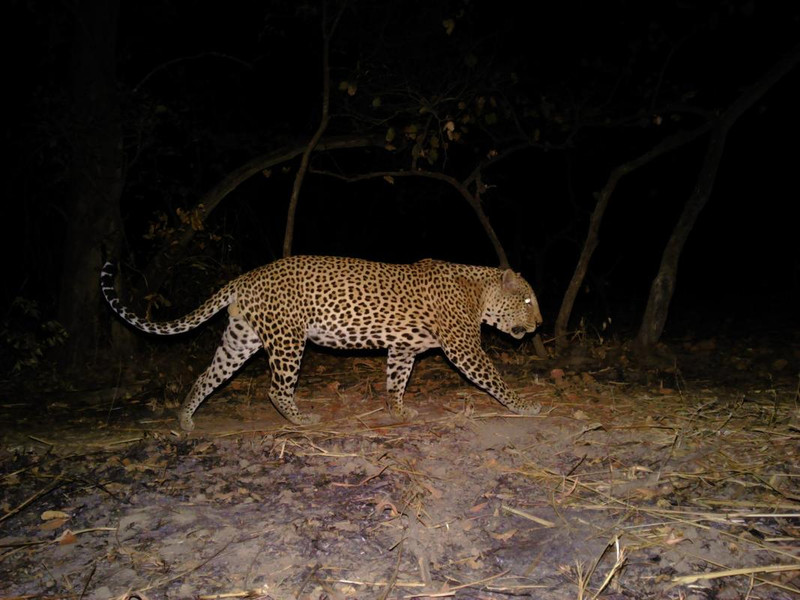 Leopard