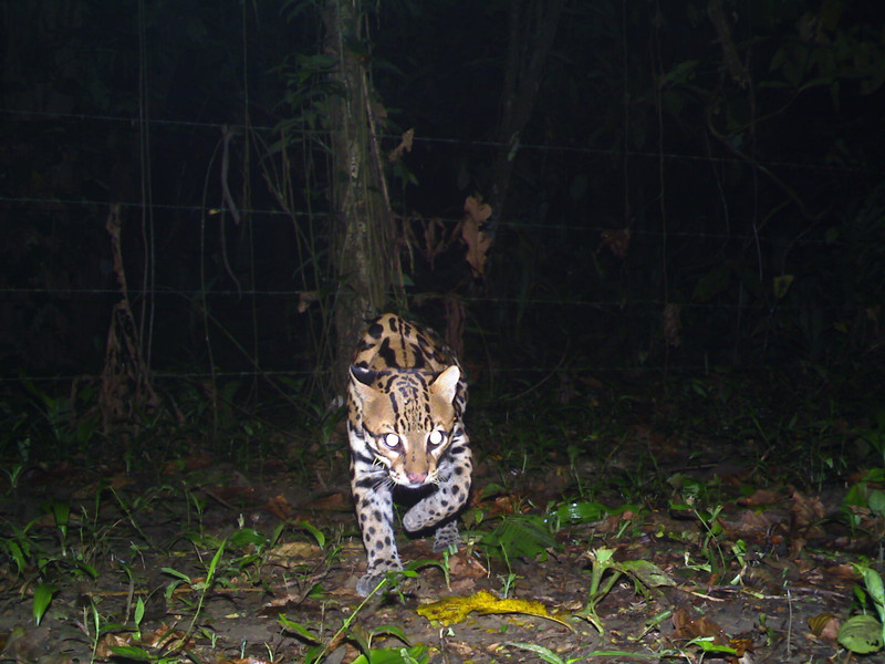 Ocelot 2