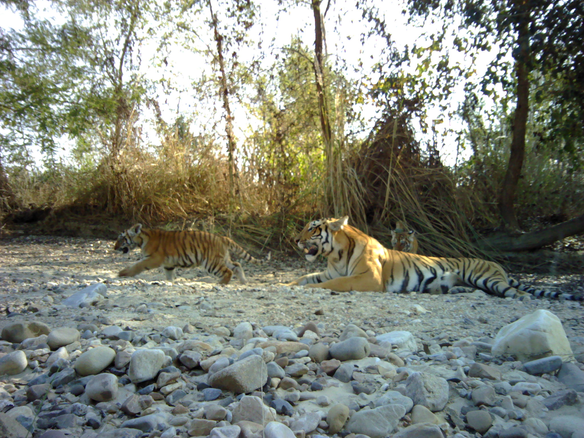 Tigers