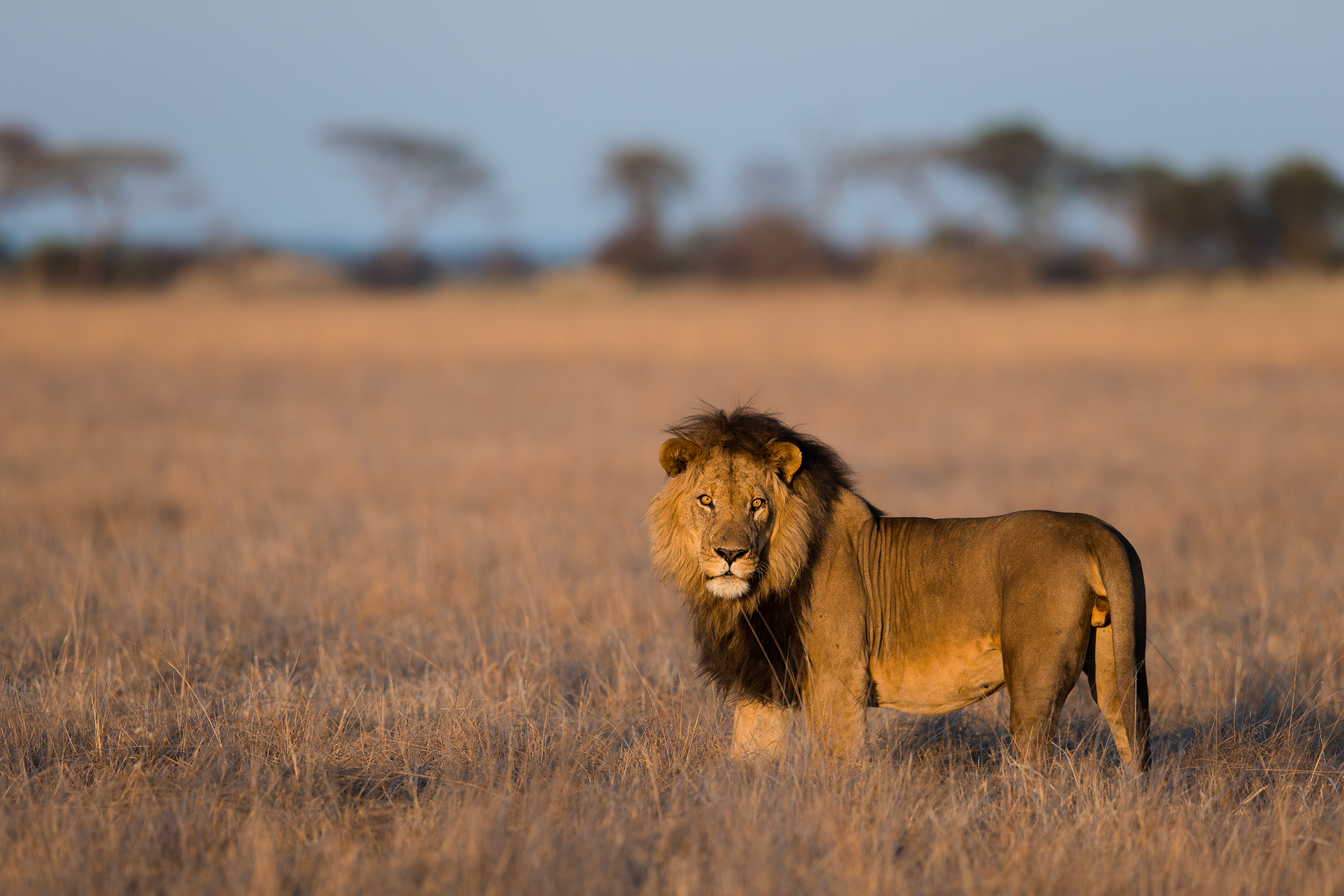 Lion in grass
