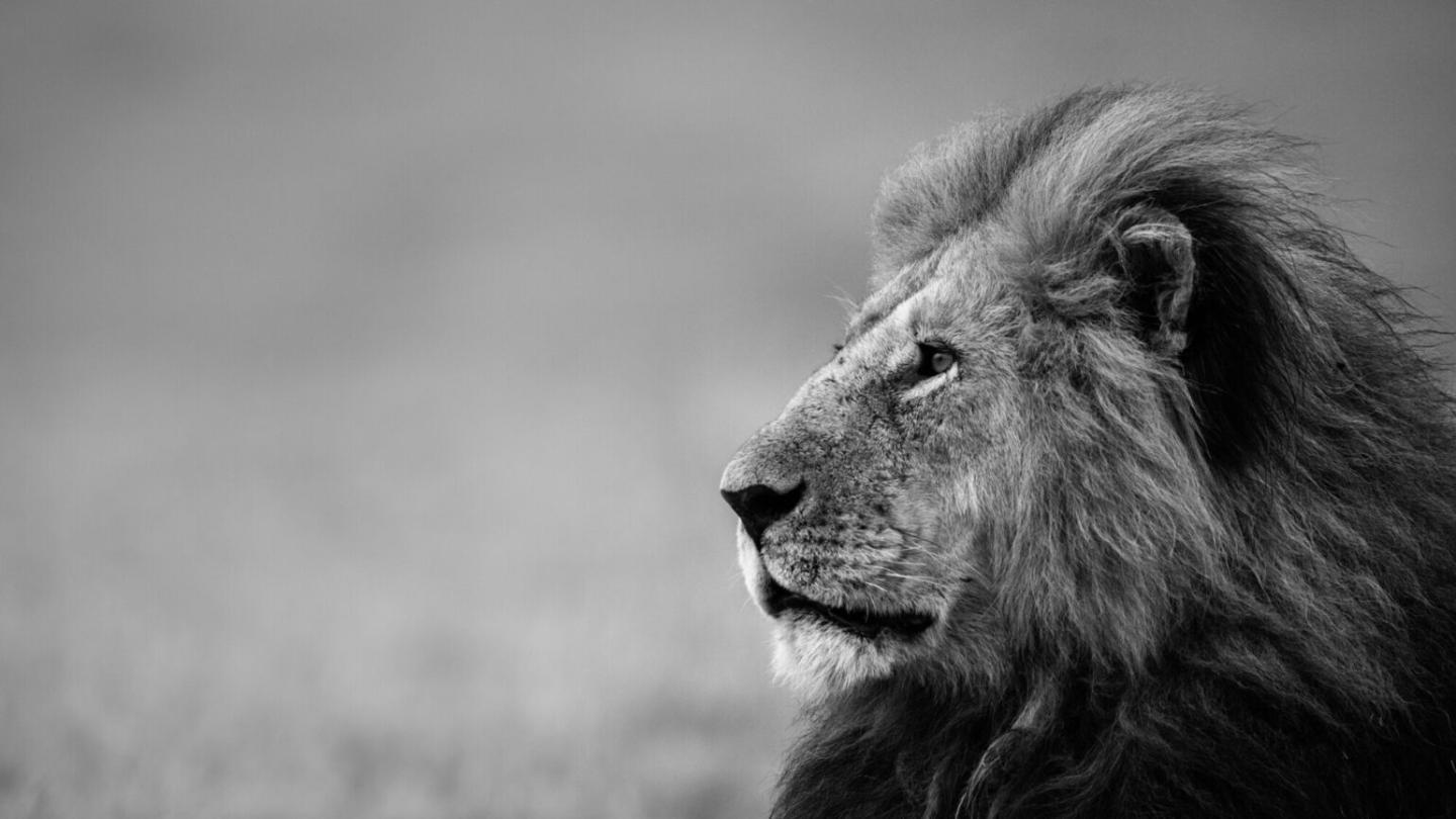A male lion