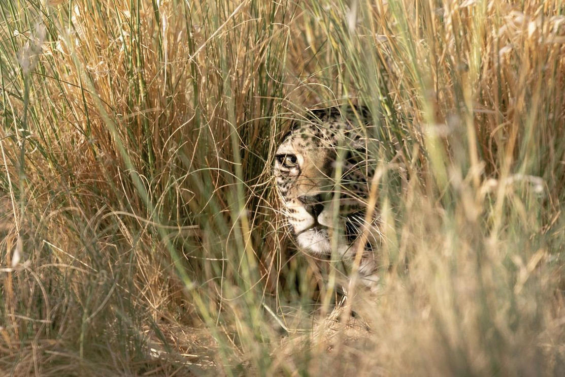 Arabian leopard