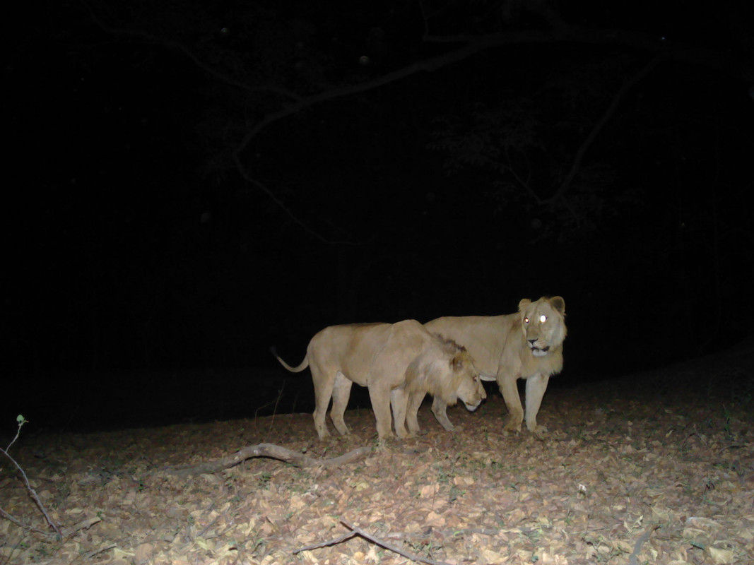 Lions