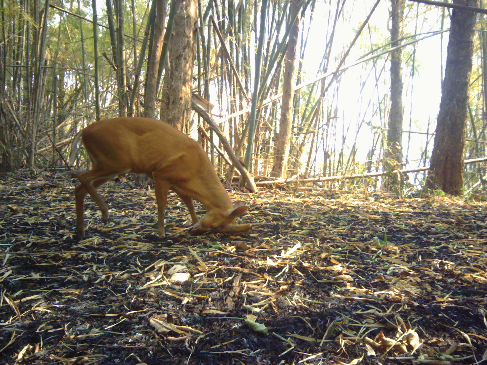 Deer in Thailand