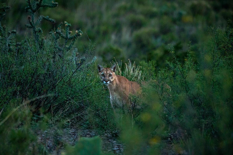 Mountain lion 1