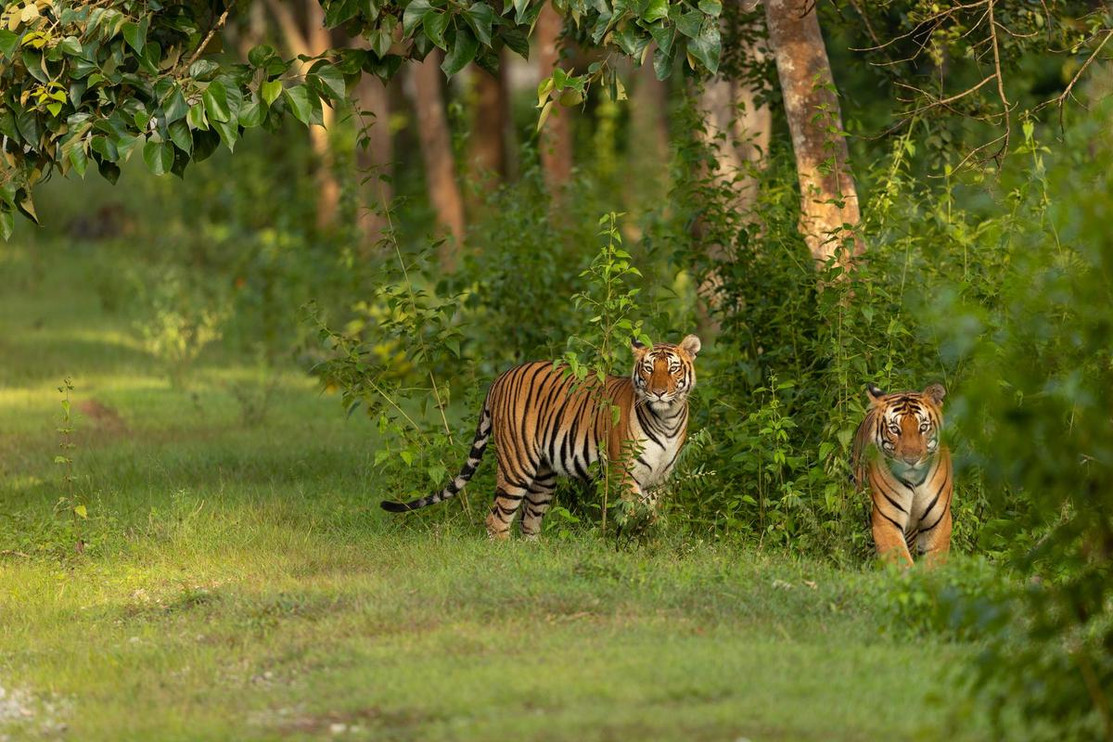 Two tigers