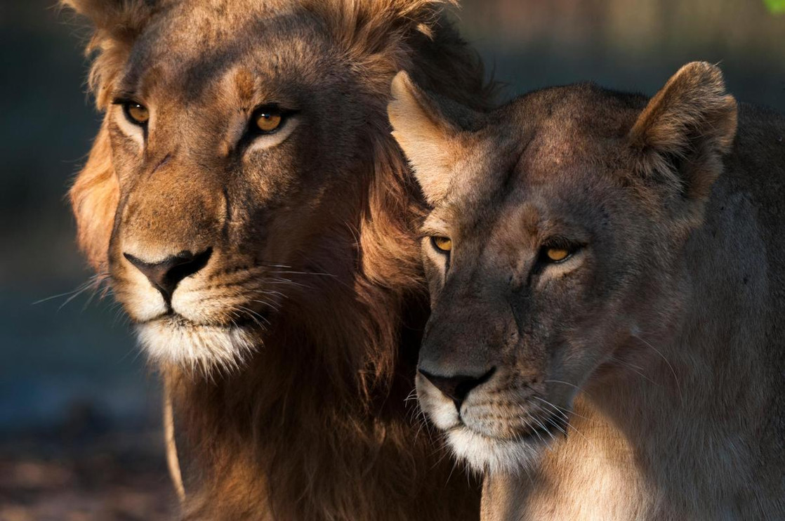 Lion pair