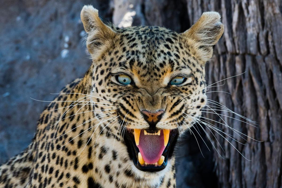 A leopard hisses