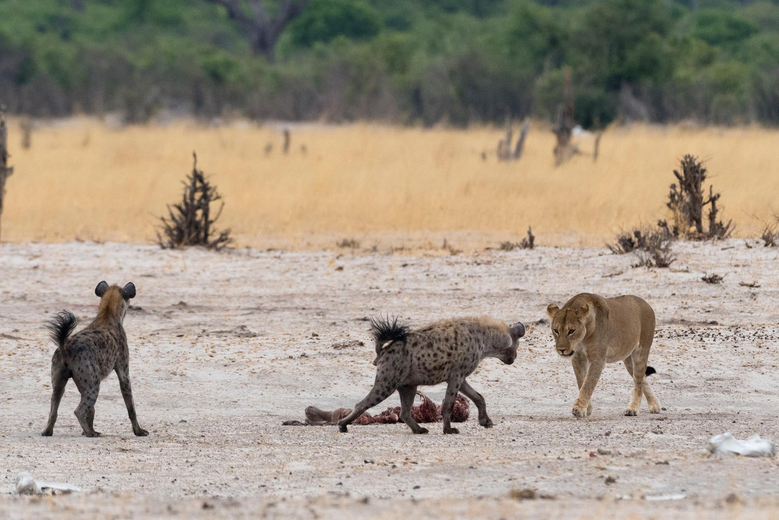 Lion and hyenas