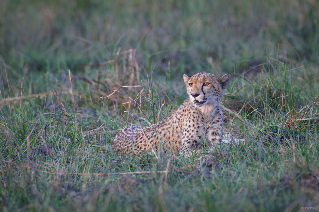 Cheetah