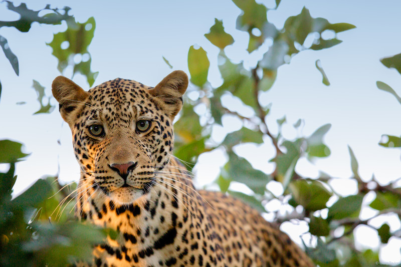 Leopard