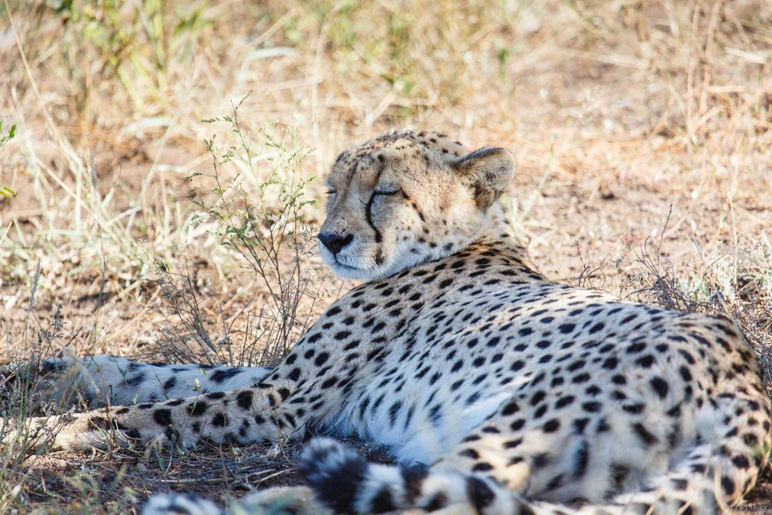 Cheetah