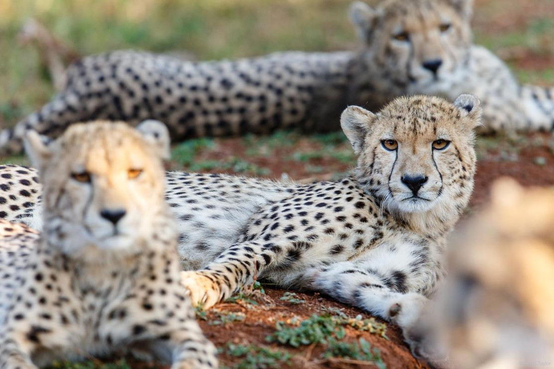 Cheetah