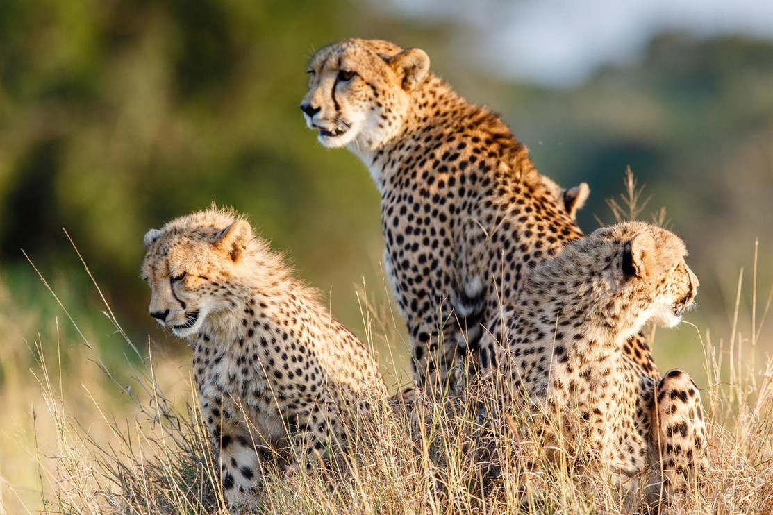Cheetah