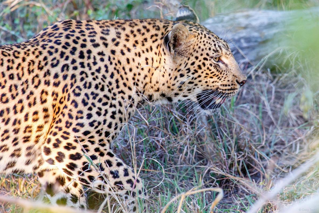 Leopard