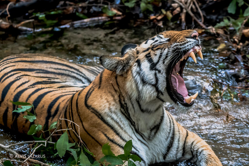 tiger 2
