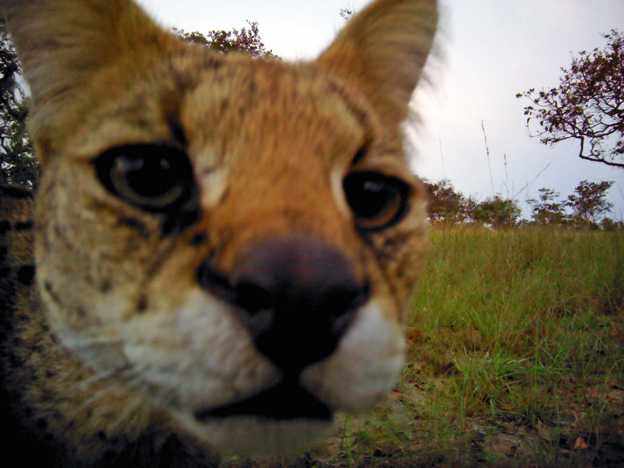 Serval staring