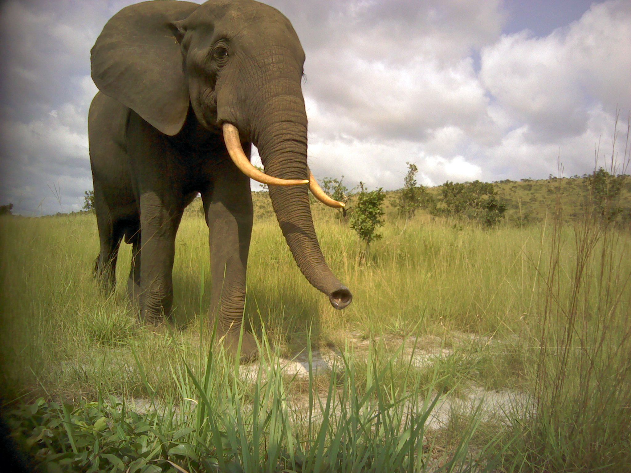Elephant walking