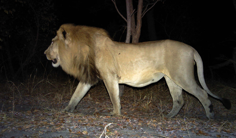 Lion
