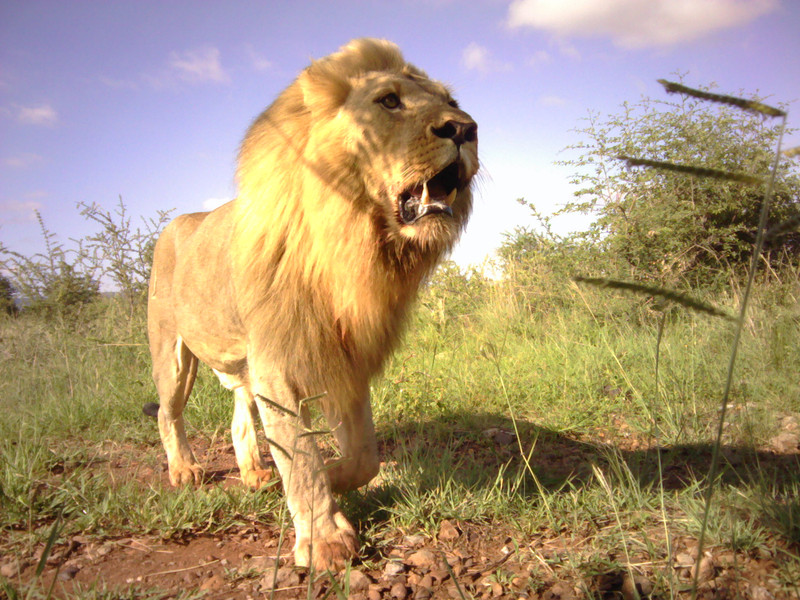 Male lion