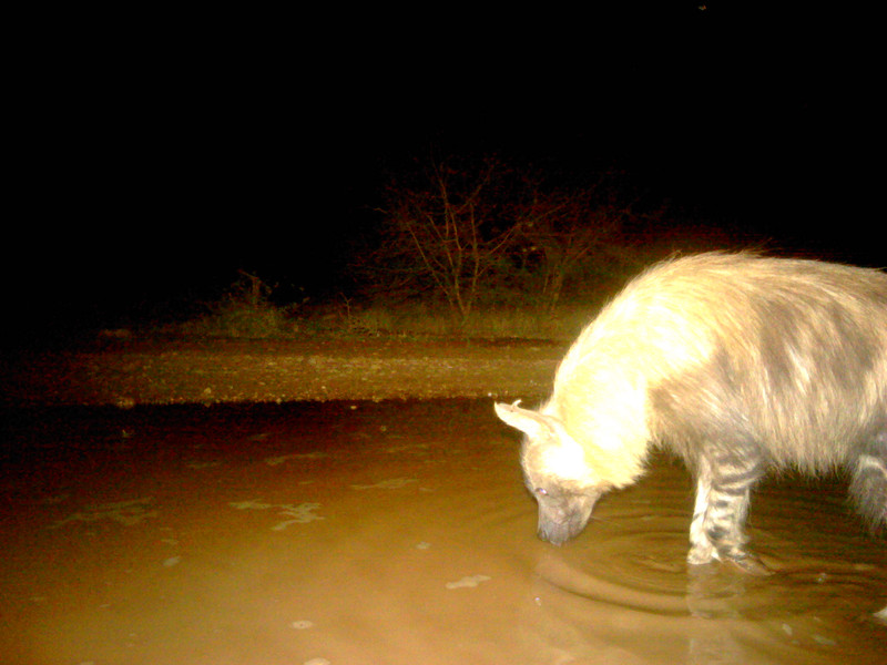 Brown hyena