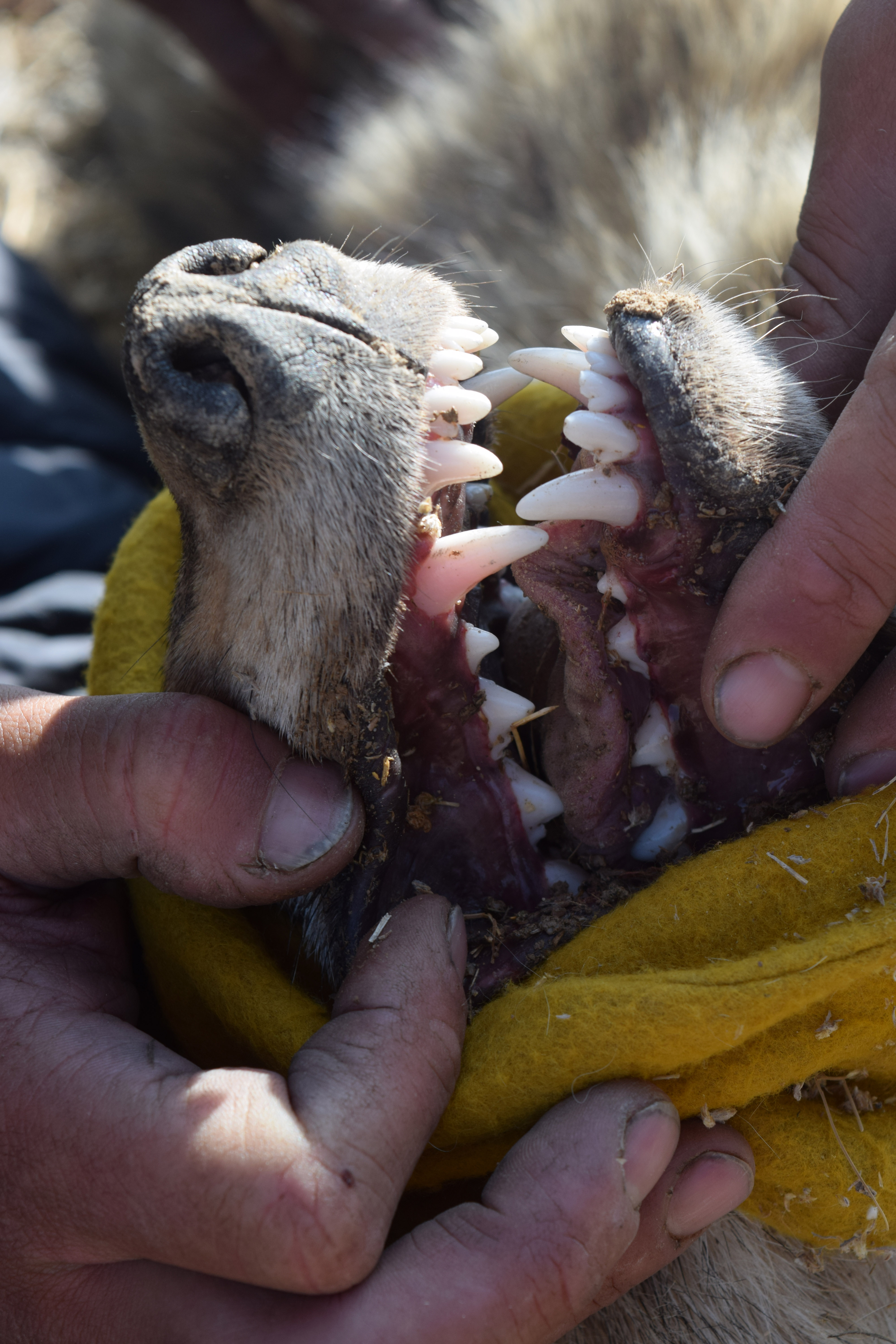 Wolf teeth