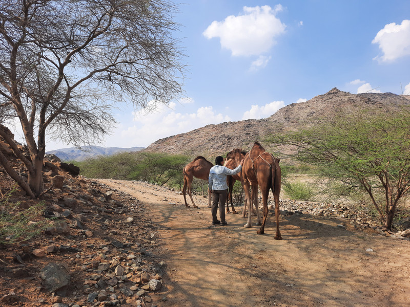Lucy and a camel